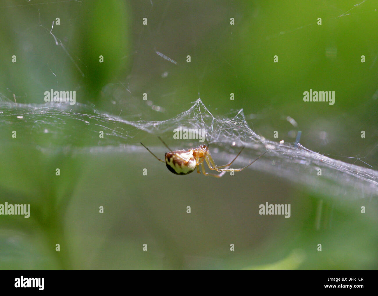 Foglio Weaver Spider o soldi Spider, Linyphia hortensis, Linyphiidae, Araneoidea, Araneae, Arachnida. Whippendell boschi. Foto Stock