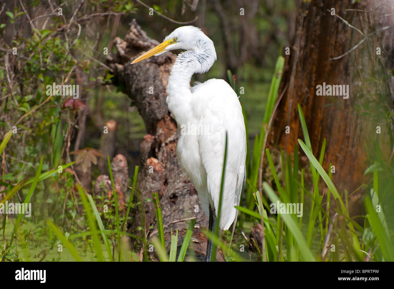 La gru bianca o Heron uccello in un bayou a New Orleans, Louisiana USA Foto Stock