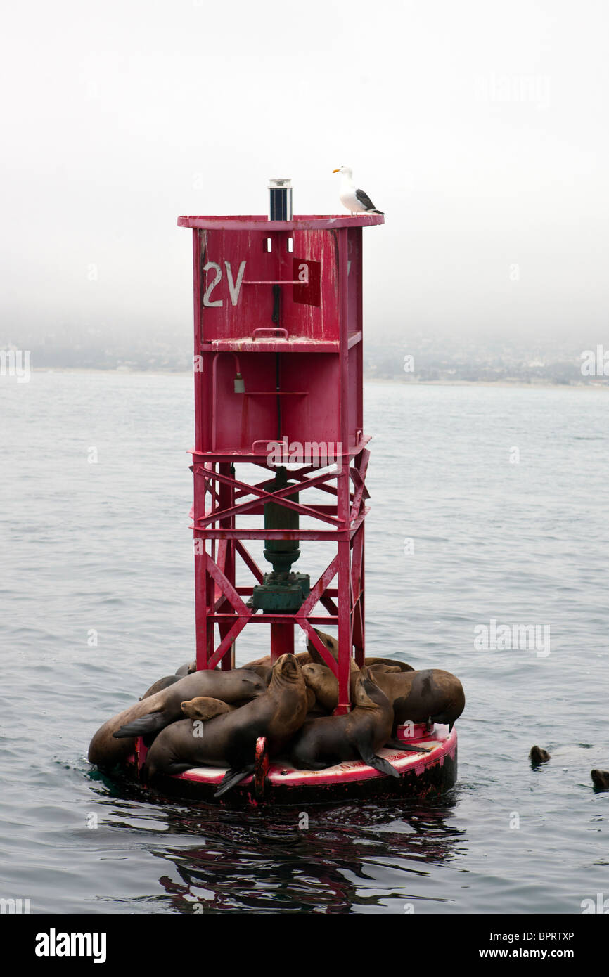 I leoni di mare sedersi sulla boa oceano al largo della costa della California, Stati Uniti d'America Foto Stock