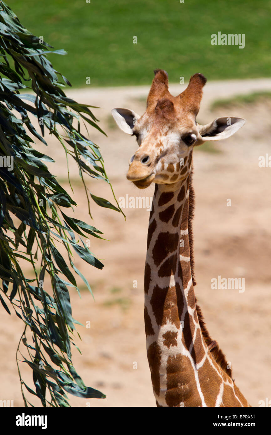 Giraffe reticolate (Giraffa camelopardalis), San Diego Zoo Safari Park, Escondido, California, Stati Uniti d'America Foto Stock