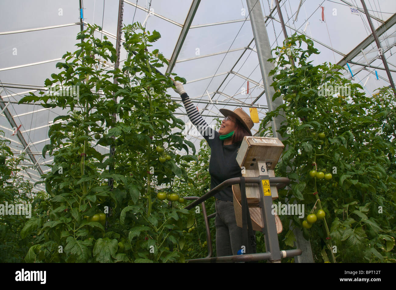Lavoratore di sesso femminile al pomodoro hydroponic farm impollinatori vitigni di pomodoro Foto Stock
