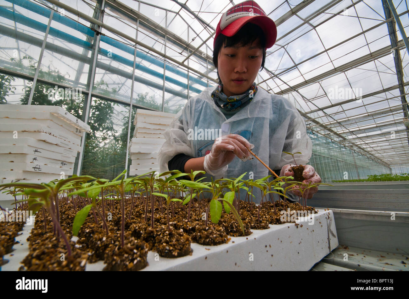 Lavoratore Taiwanese trapiantare piantine di pomodoro a un pomodoro hydroponic farm in Victoria Australia Foto Stock