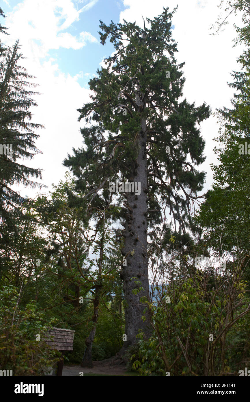 Il più grande del mondo di abete rosso albero, Sitka Abete (Picea sitchensis) una grande conifera albero sempreverde, 191 metri di altezza Foto Stock