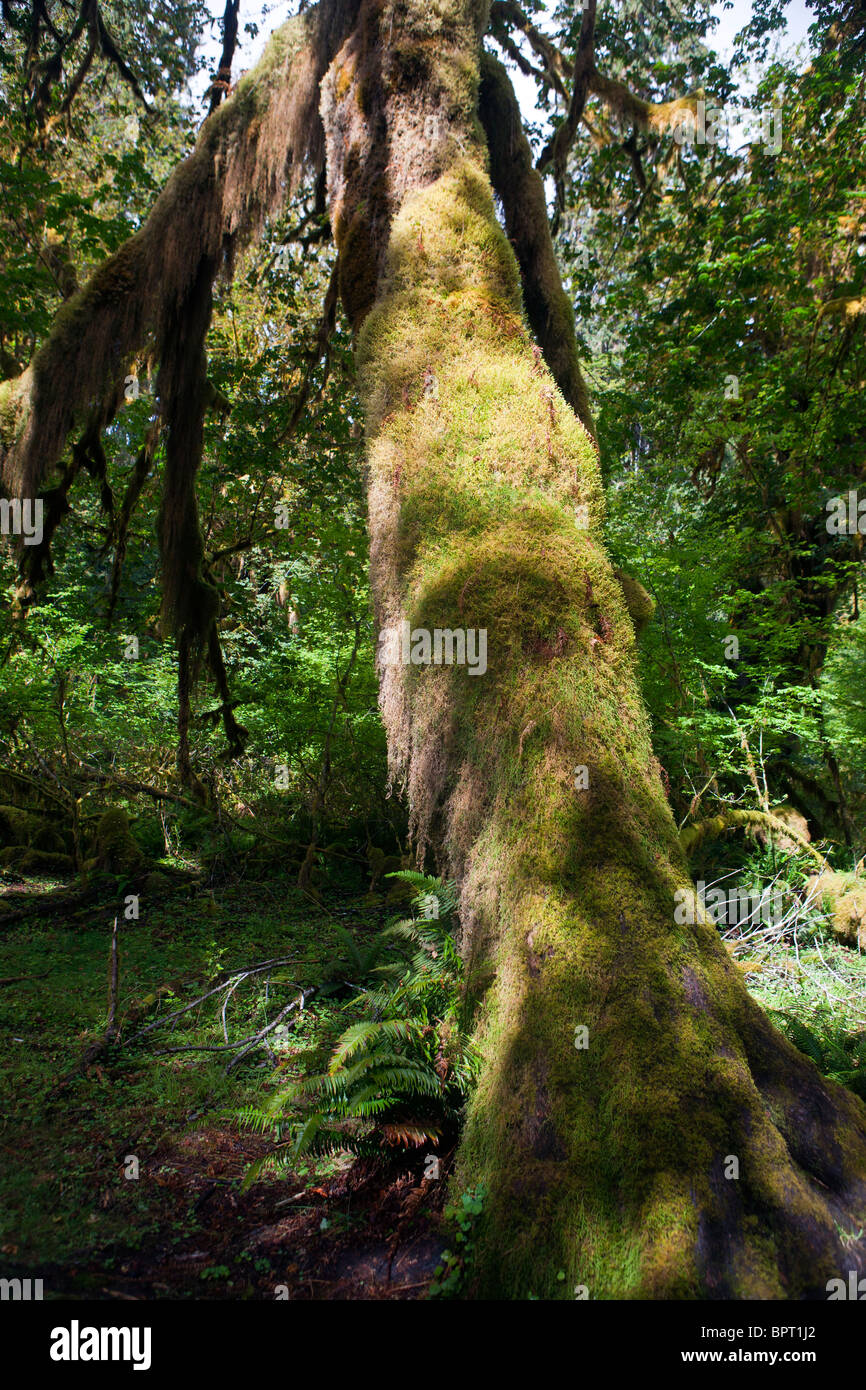 Moss si blocca da alberi, Hall di muschi trail, Hoh Rain Forest, il Parco Nazionale di Olympic, Washington, Stati Uniti d'America Foto Stock