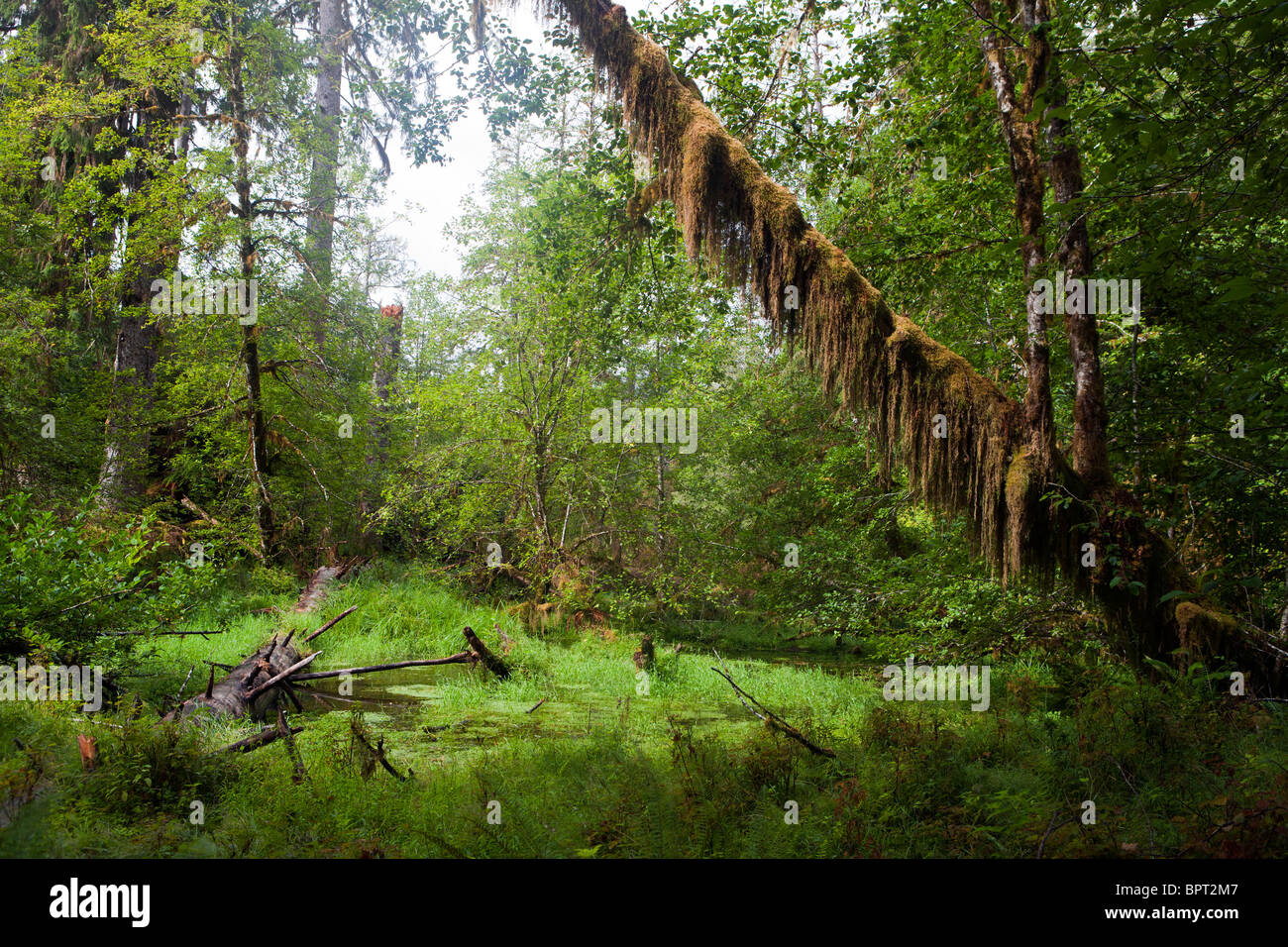 Moss si blocca da alberi, Hall di muschi trail, Hoh Rain Forest, il Parco Nazionale di Olympic, Washington, Stati Uniti d'America Foto Stock