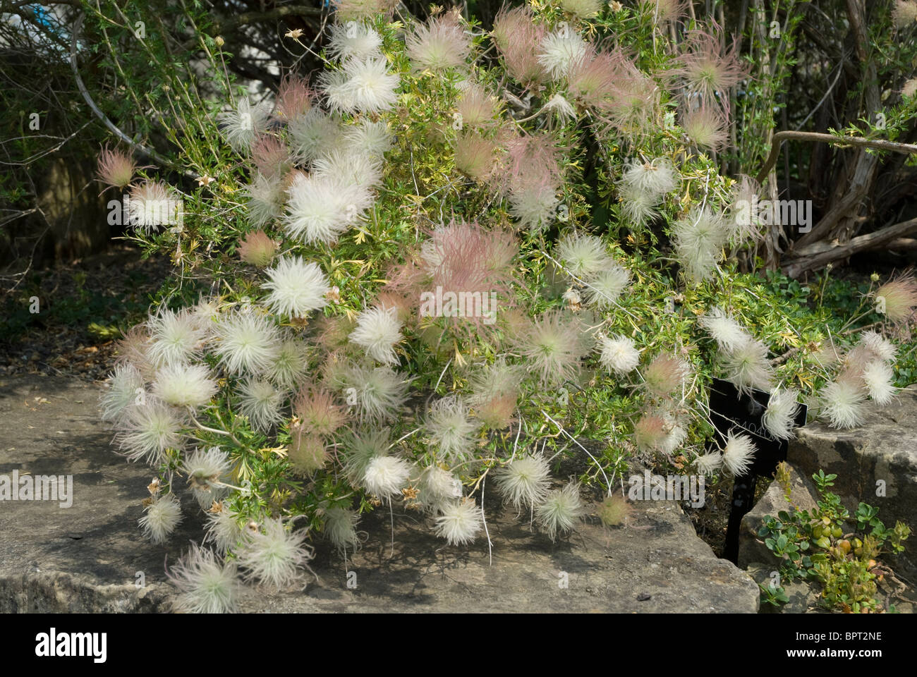 Teste di seme di Fallugia Paradoxa Rosacee Kew Gardens Inghilterra REGNO UNITO Foto Stock
