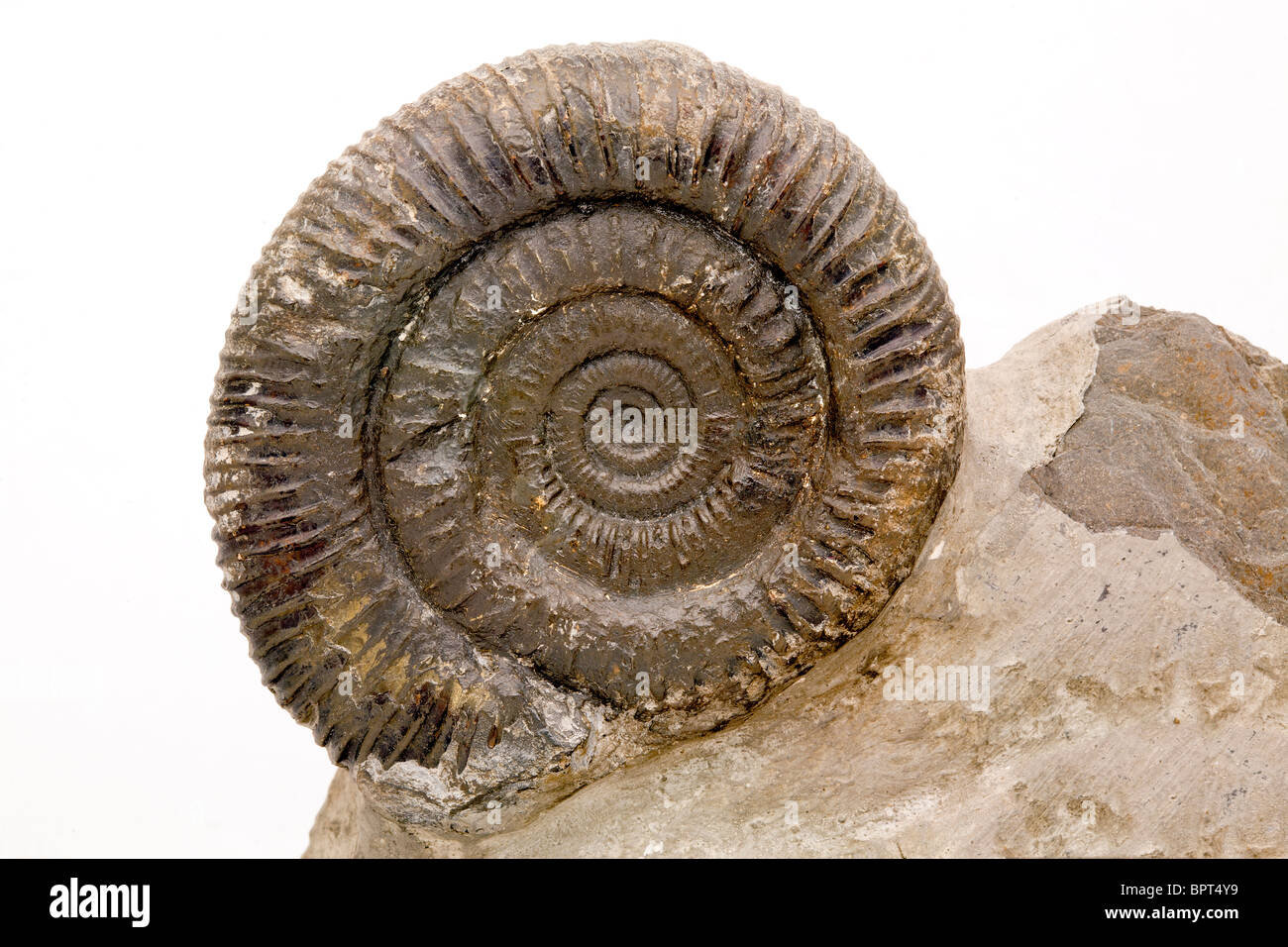 Ammonite Foto Stock