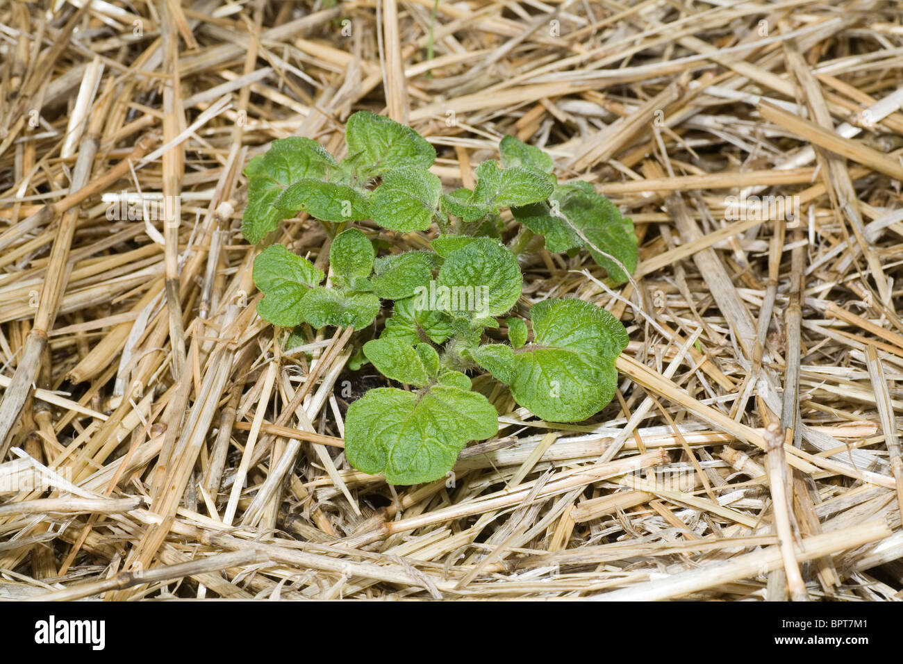 Blu Royal vitigni di patate nelle prime fasi della loro crescita in un giardino di casa patch vegetale Foto Stock