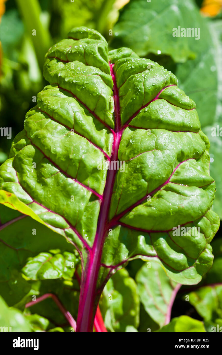 Bietola rossa foglie in un orto. Foto Stock