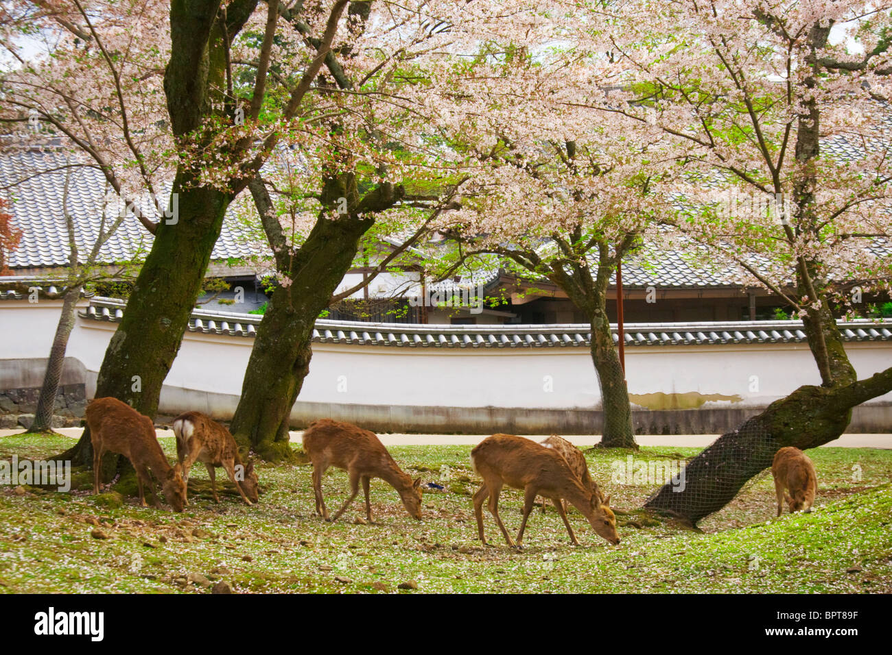 Daini domestici pascolano sotto la fioritura dei ciliegi (Sakura) al di fuori del Tōdai-ji di Nara, Giappone. Foto Stock