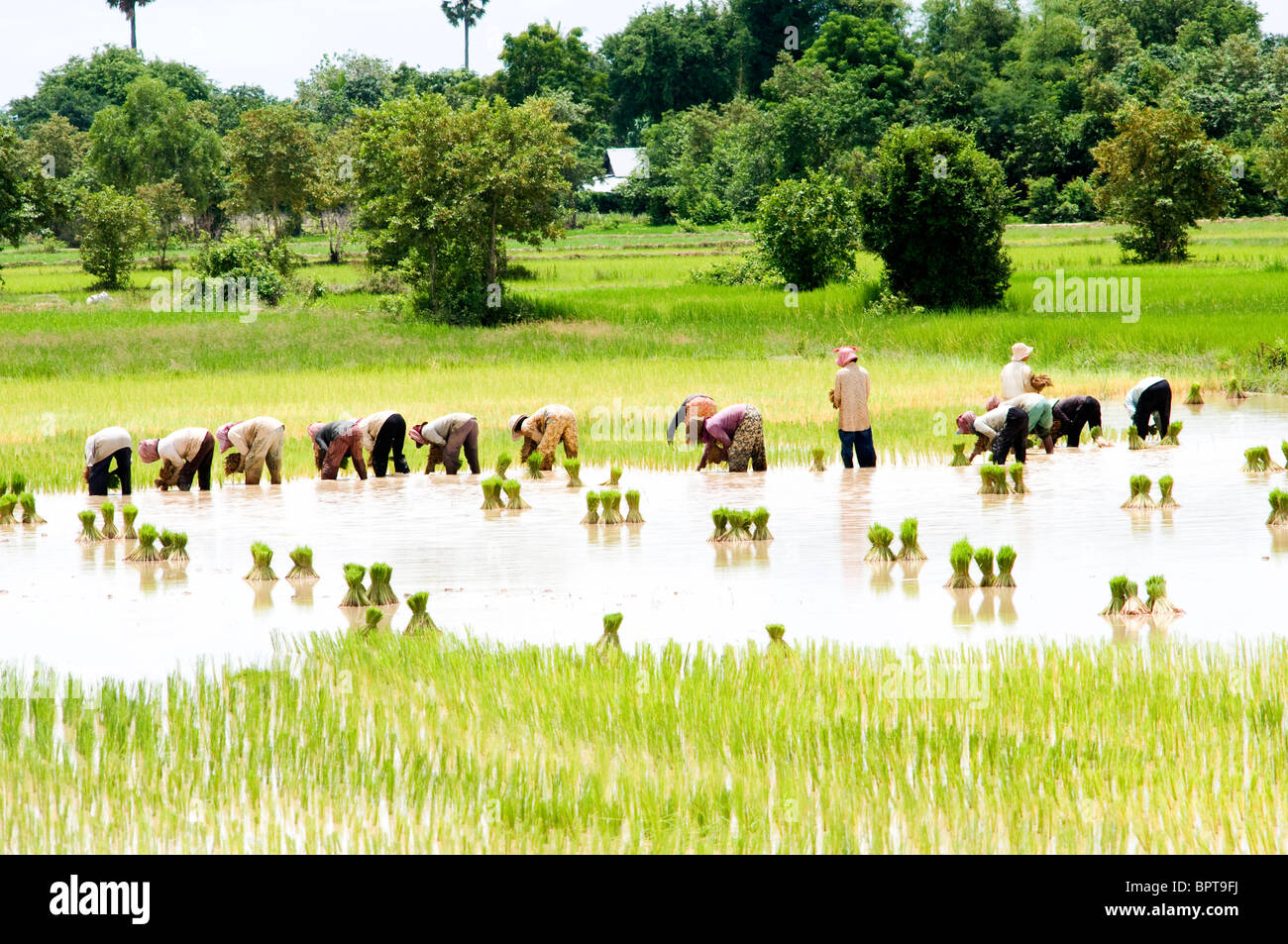 Scena rurale vicino a Tonle bati, Takeo, Cambogia Foto Stock