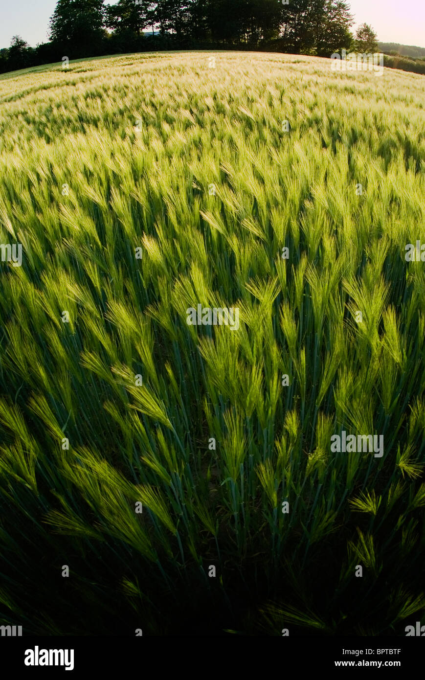 Un campo di grano, alberi in background. Effetto fisheye Foto Stock