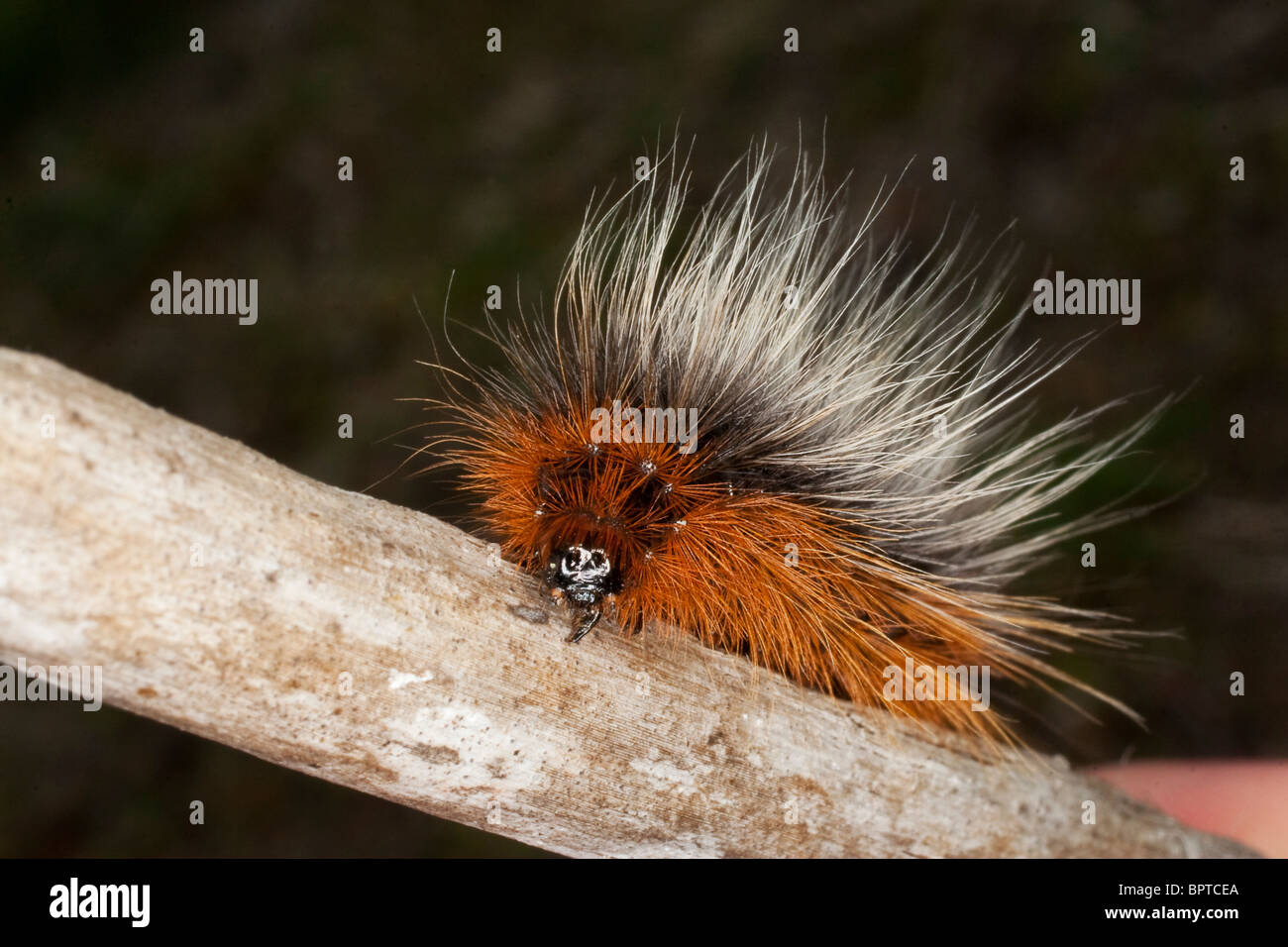 Giardino Tiger Larva (Arctia Caja) in Cornovaglia. Jack fotografia della luna Foto Stock