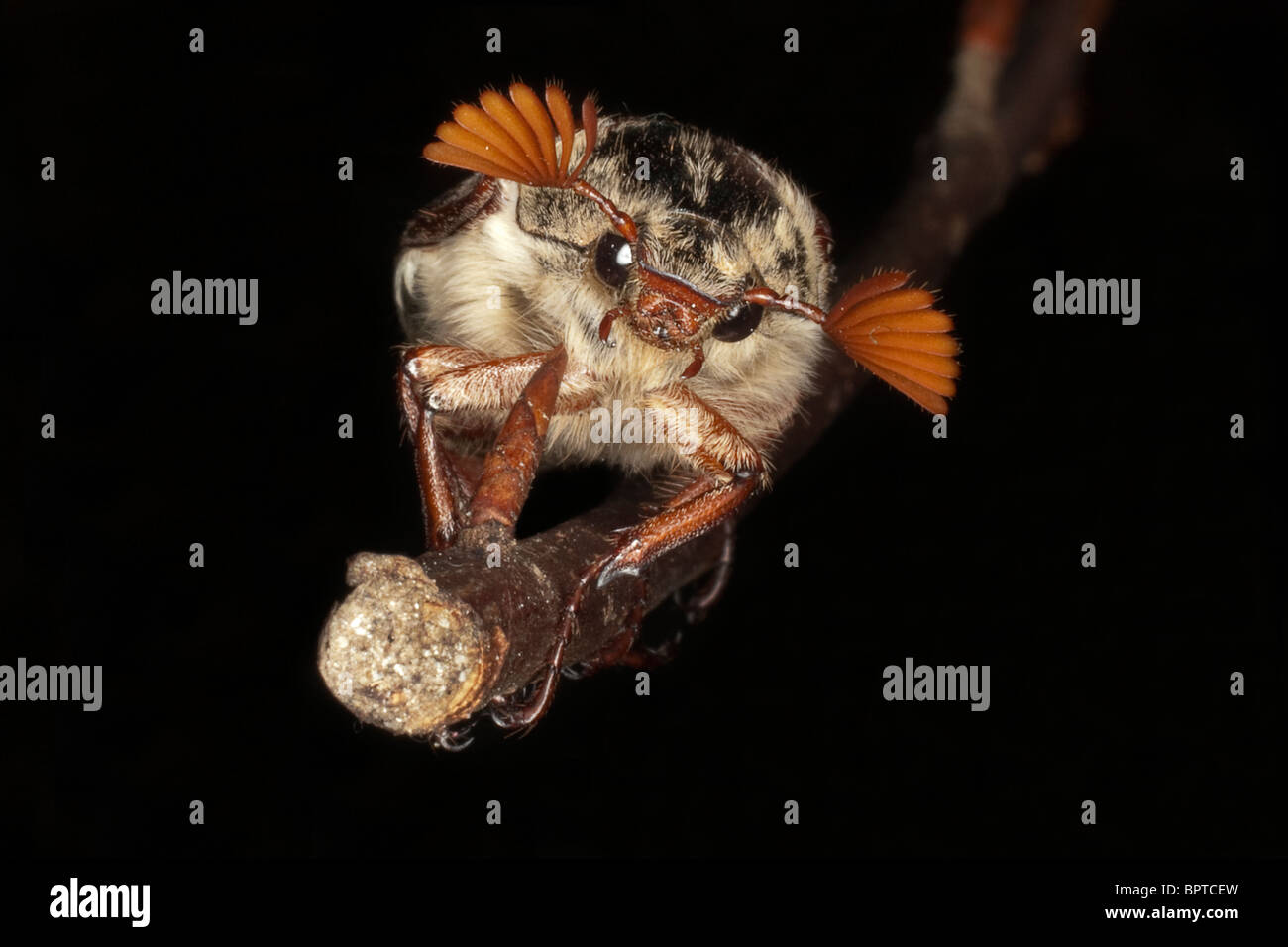 (Cockchafer Melolontha Melolontha) o possono Bug appollaiato su un ramoscello in Cornovaglia. Jack fotografia della luna Foto Stock