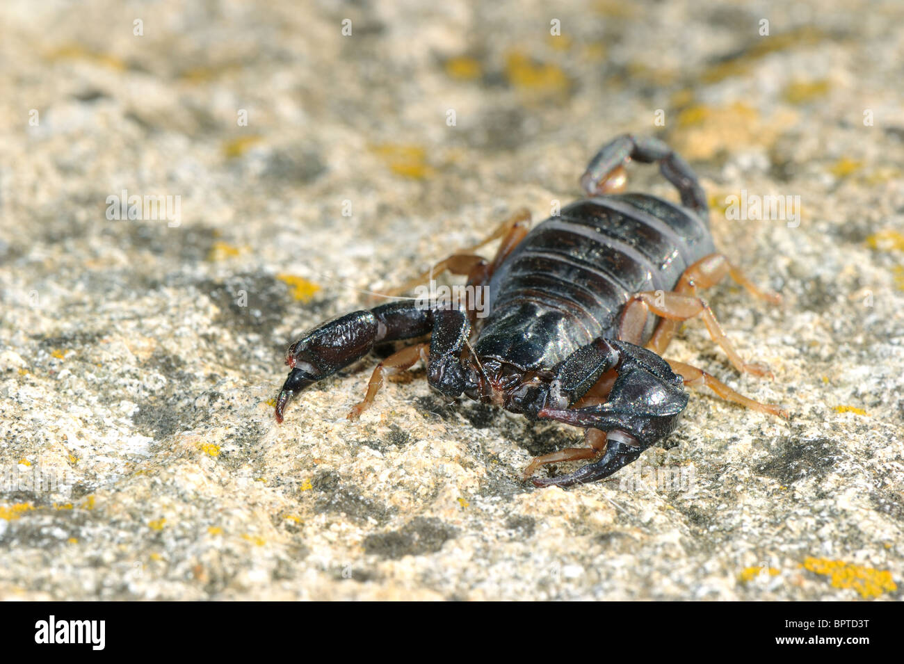 Unione giallo-tailed scorpion (Euscorpius flavicaudis) - Estate - Vaucluse - Provence - France Foto Stock