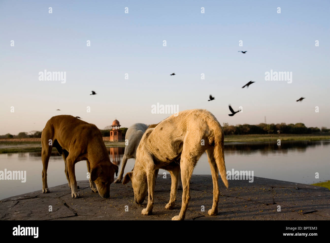 I cani mangiano ciò che possono lungo il fiume Yamuna banca, Agra, Uttar Pradesh, India. Foto Stock