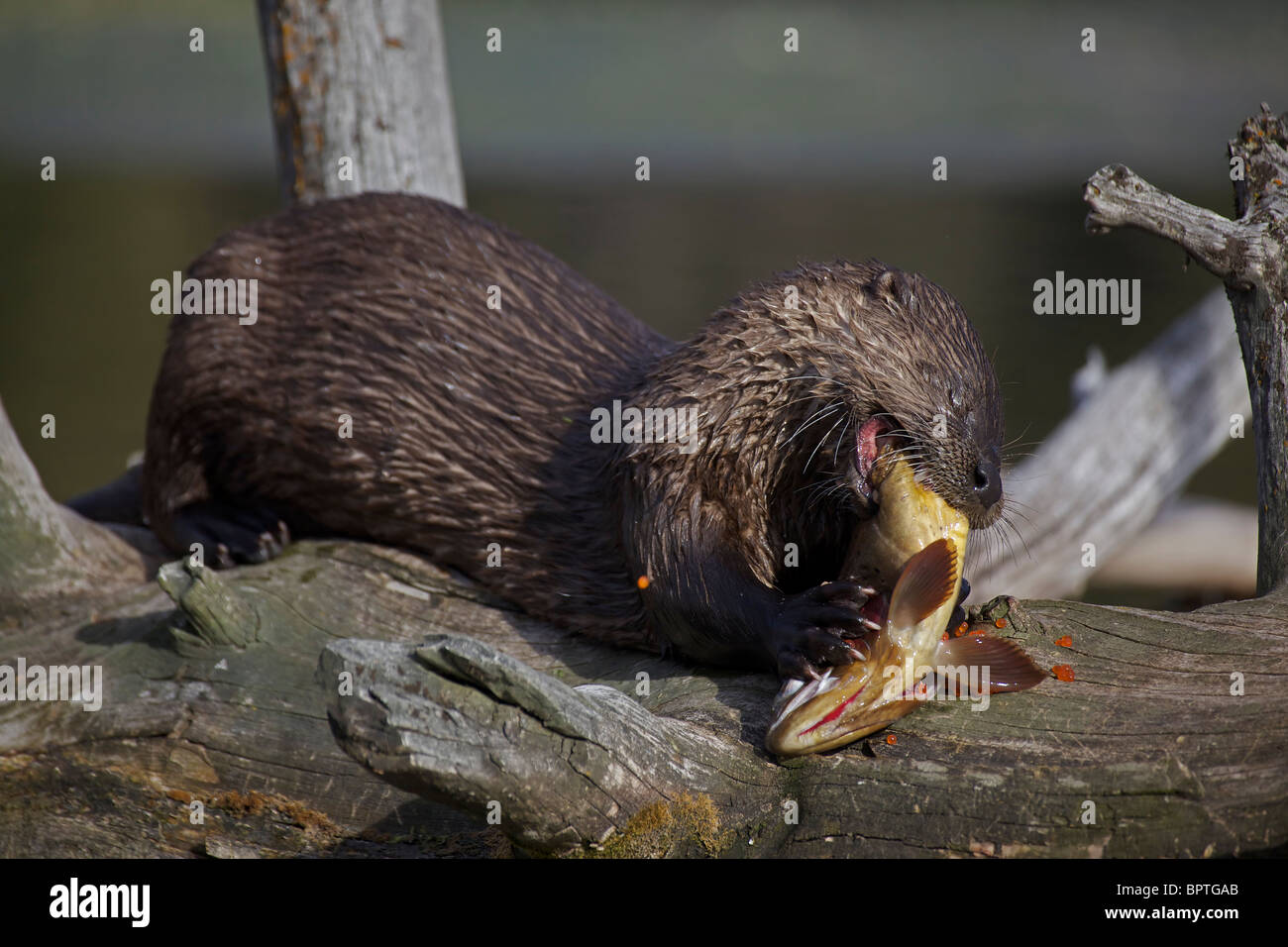 Lontra di fiume (Lutra canadensis) alimentazione su Tagliagole Trote (Oncorhynchus clarkii) - Wyoming USA Foto Stock