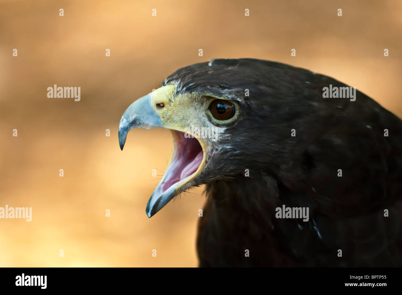 La Harris's Hawk o Harris Hawk, Parabuteo unicinctus, precedentemente noto come la baia-winged Hawk o Dusky Hawk Foto Stock