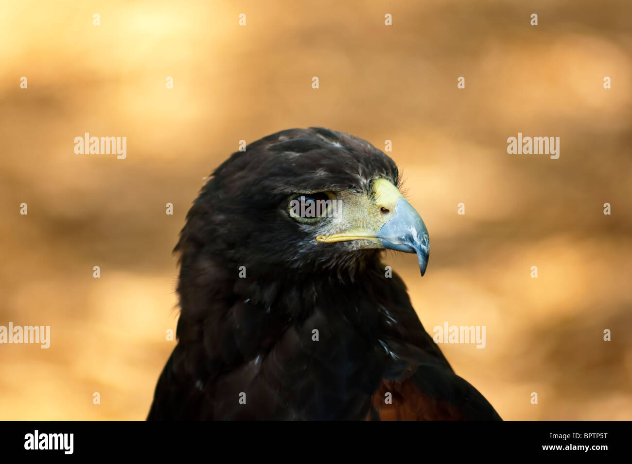 La Harris's Hawk o Harris Hawk, Parabuteo unicinctus, precedentemente noto come la baia-winged Hawk o Dusky Hawk Foto Stock