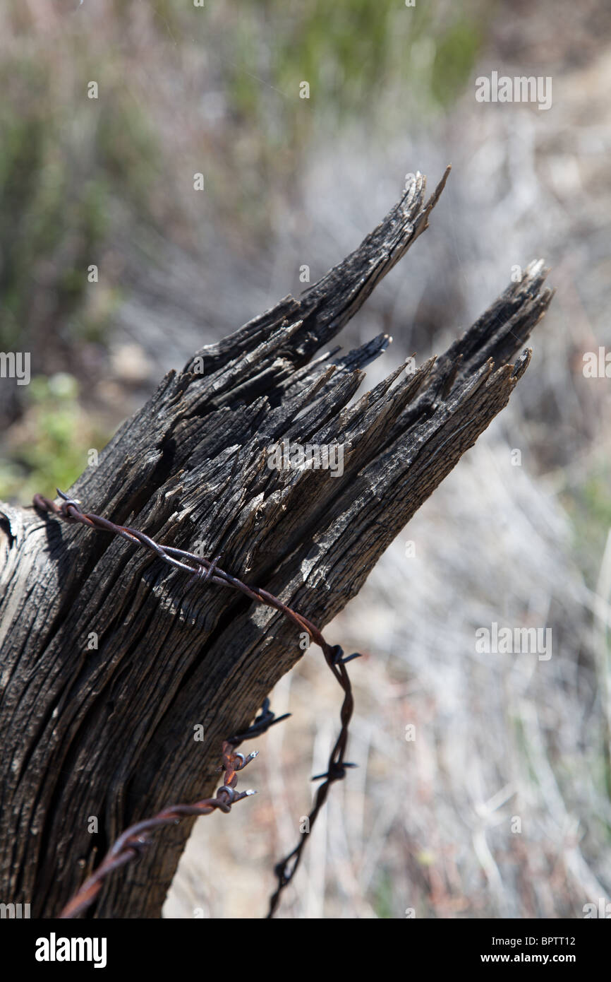 Rusty filo spinato sul vecchio fencepost Foto Stock