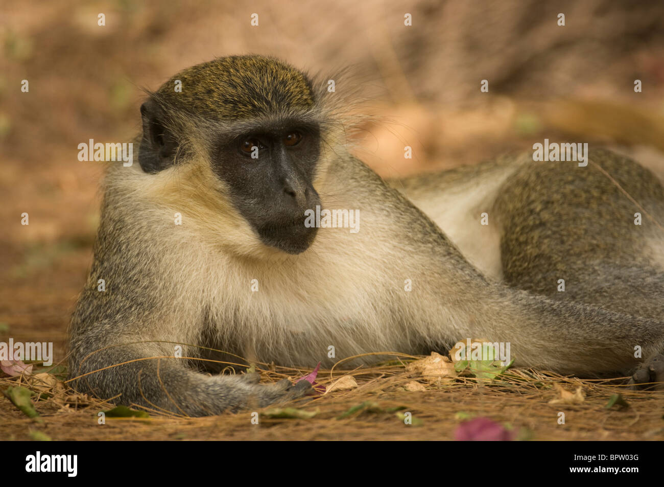 Callithrix scimmia o green monkey, (Cercopithecus aethiops) sabaeus, Abuko Riserva, Gambia Foto Stock