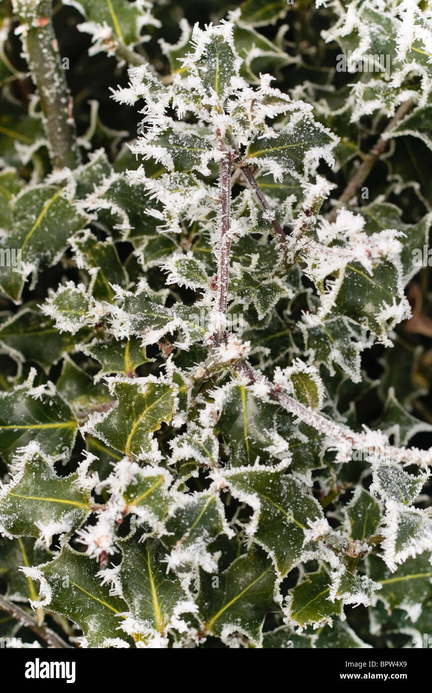 Holly impianto coperto di neve Foto Stock