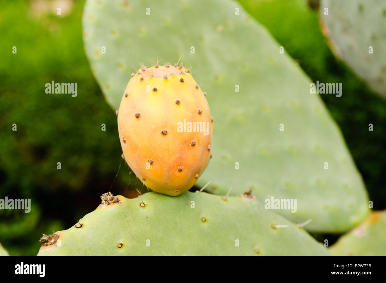 Frutto maturo di un fico d'India pianta di Cactus Foto stock - Alamy