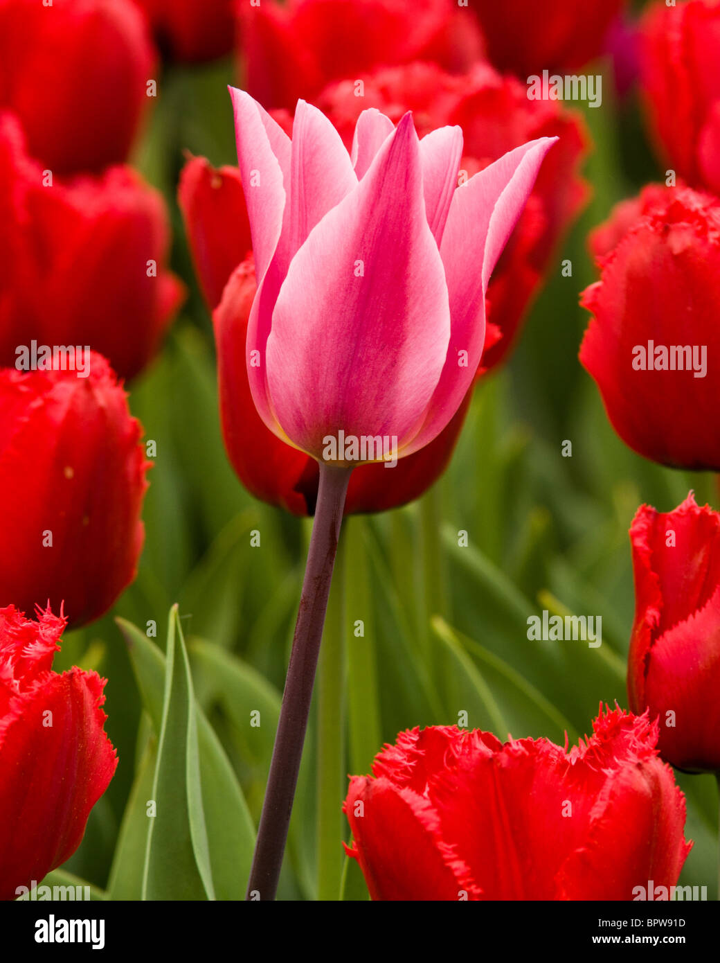 Pink tulip circondato da red tulip Foto Stock