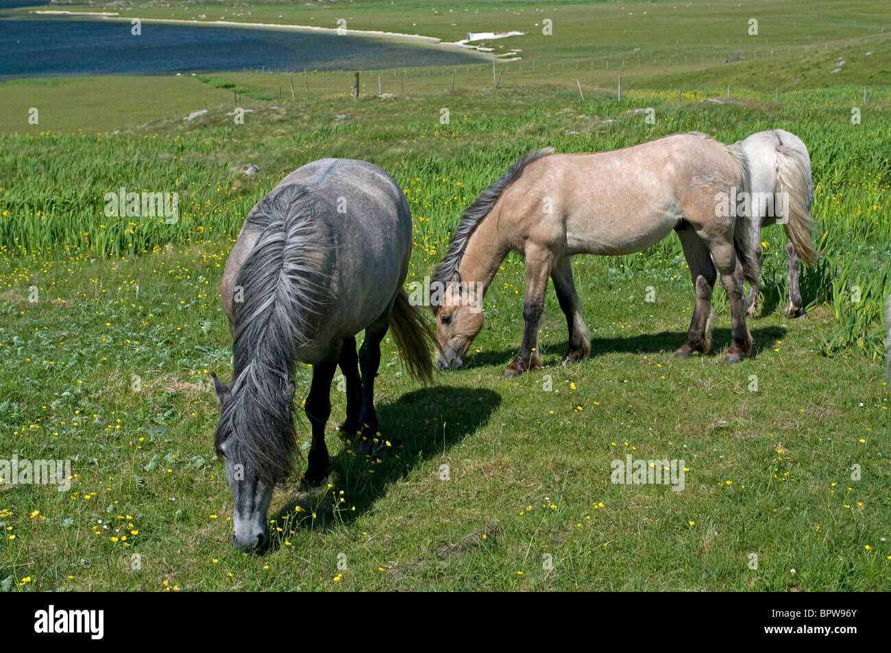Pony Eriskay sulla barra, Ebridi Esterne, Western Isles, Scozia. SCO 6532 Foto Stock