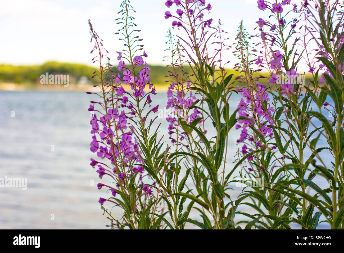 (Fireweed Epilobium Angustifolium) cresce in prossimità di acqua in Nevlunghamn, Norvegia. Foto Stock