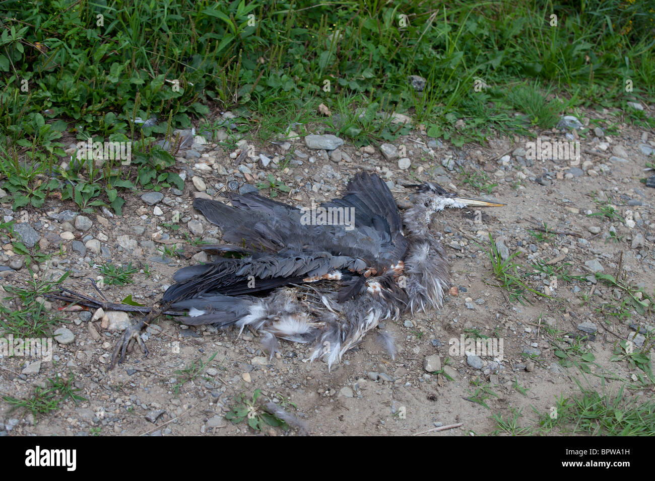 Airone blu (Ardea erodiade) giace morto a terra. Foto Stock