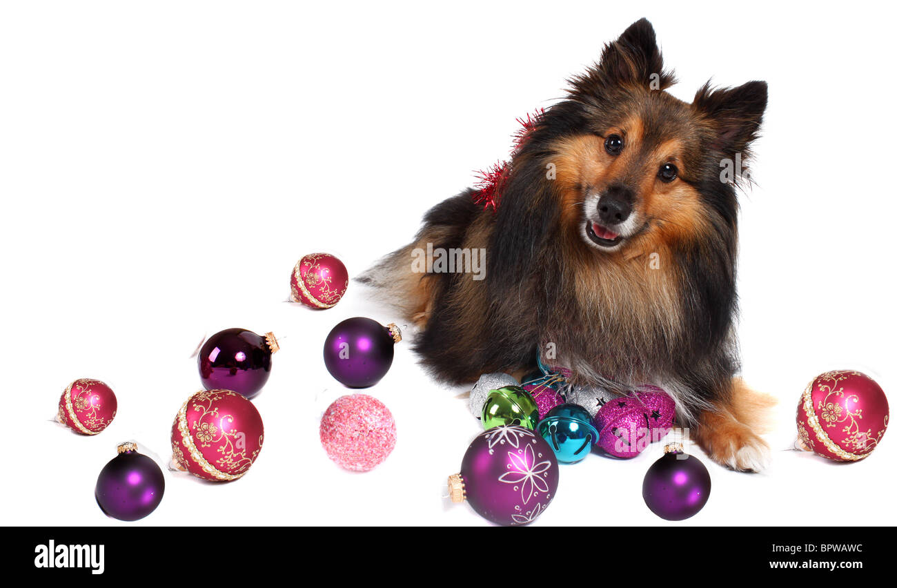 Nero e Marrone Sheltie dog circondato da palla di Natale decorazioni Foto Stock