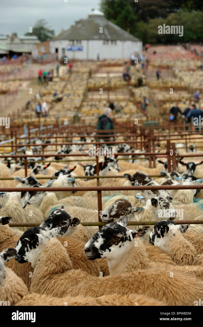 Alston Moor giorno a Harrison e Hetherington Lazonby Mart, Cumbria. Una vendita di 19,645 mulo gimmer agnelli Foto Stock