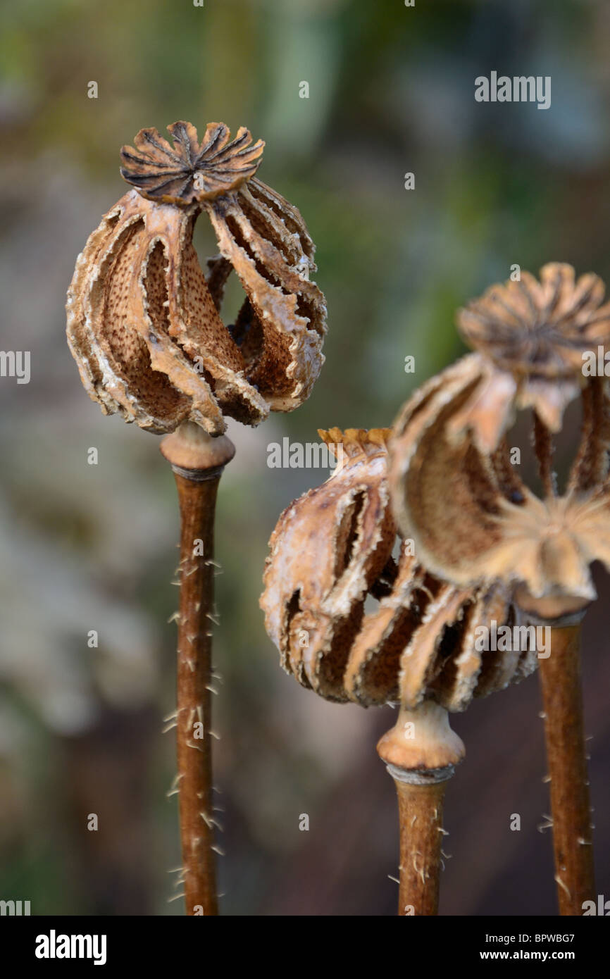 Una forma a spirale essiccato semi di papavero testa Foto Stock
