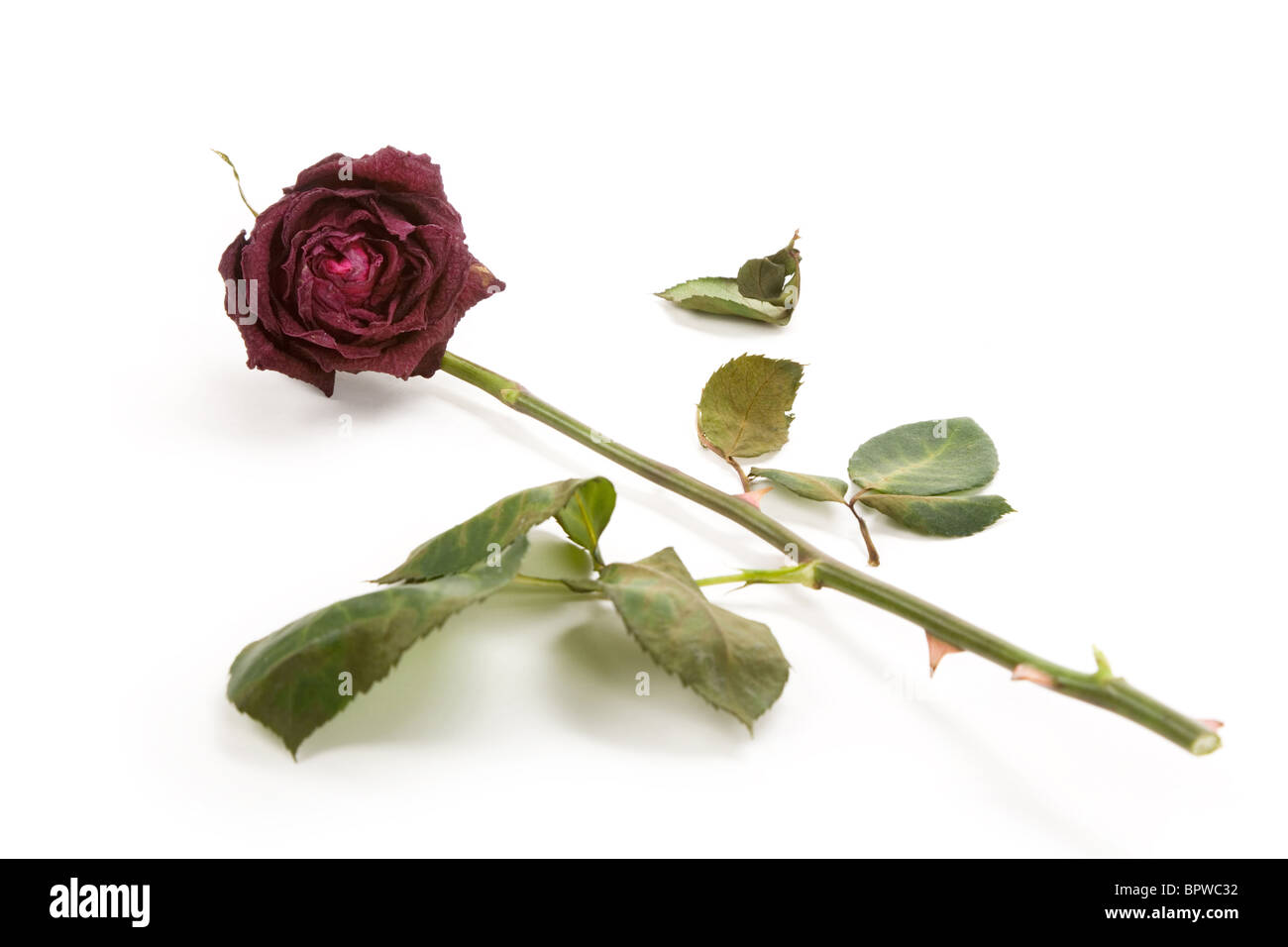Red dead rose, concetto di amore perduto Foto Stock