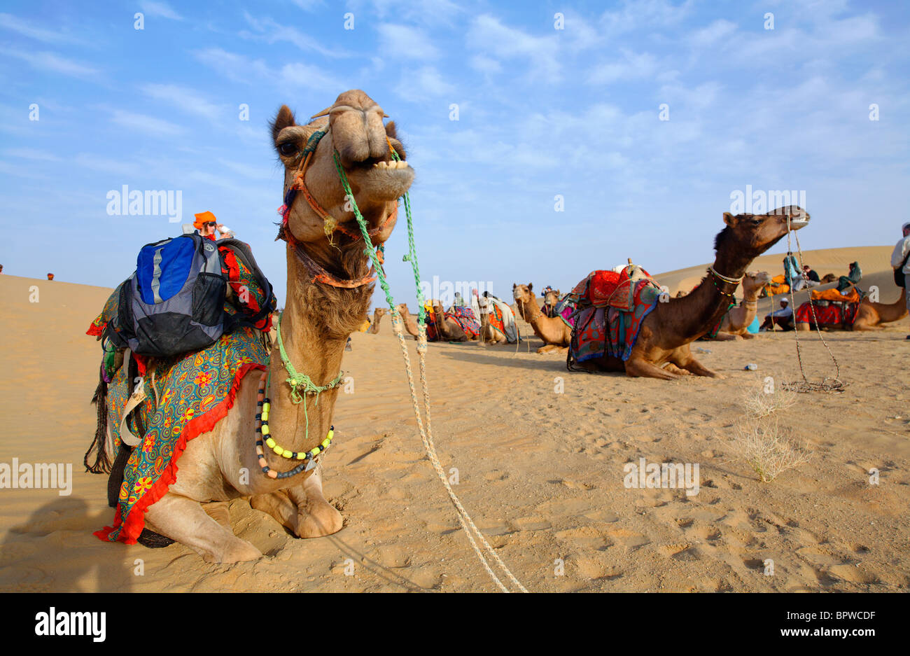 Cammelli nel deserto di Thar vicino a Jaisalmer, Rajasthan, India Foto Stock