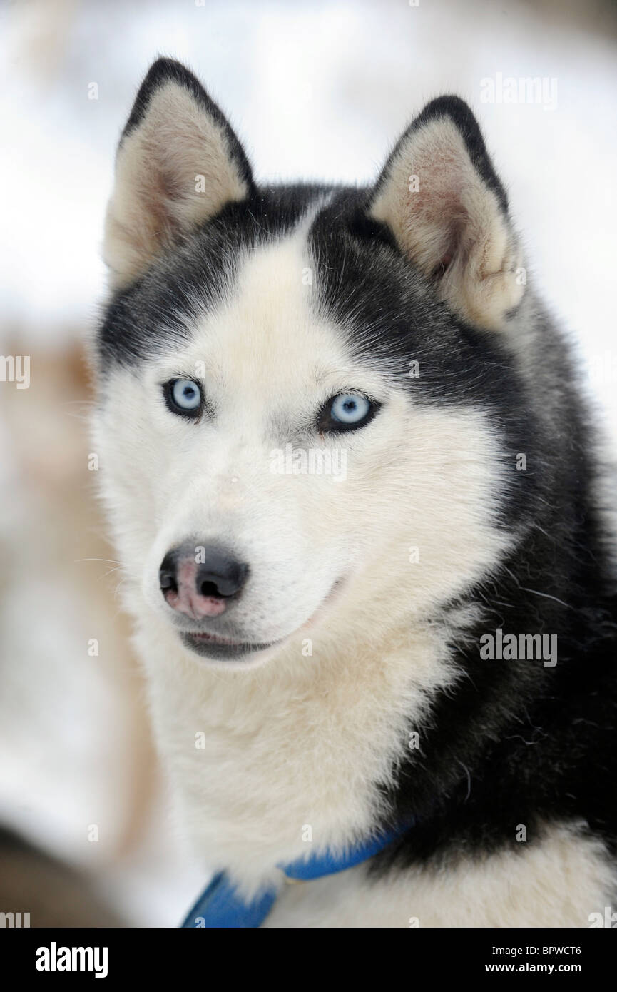 Alaskan Malamute Sled Dog di trazione sulla neve Foto Stock