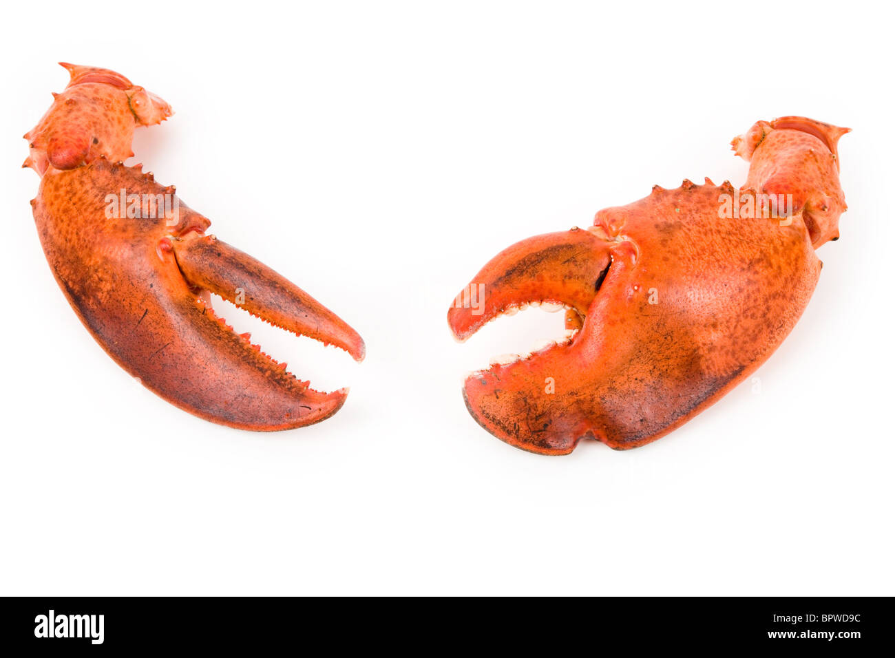 Artiglio di aragosta con sfondo bianco Foto Stock