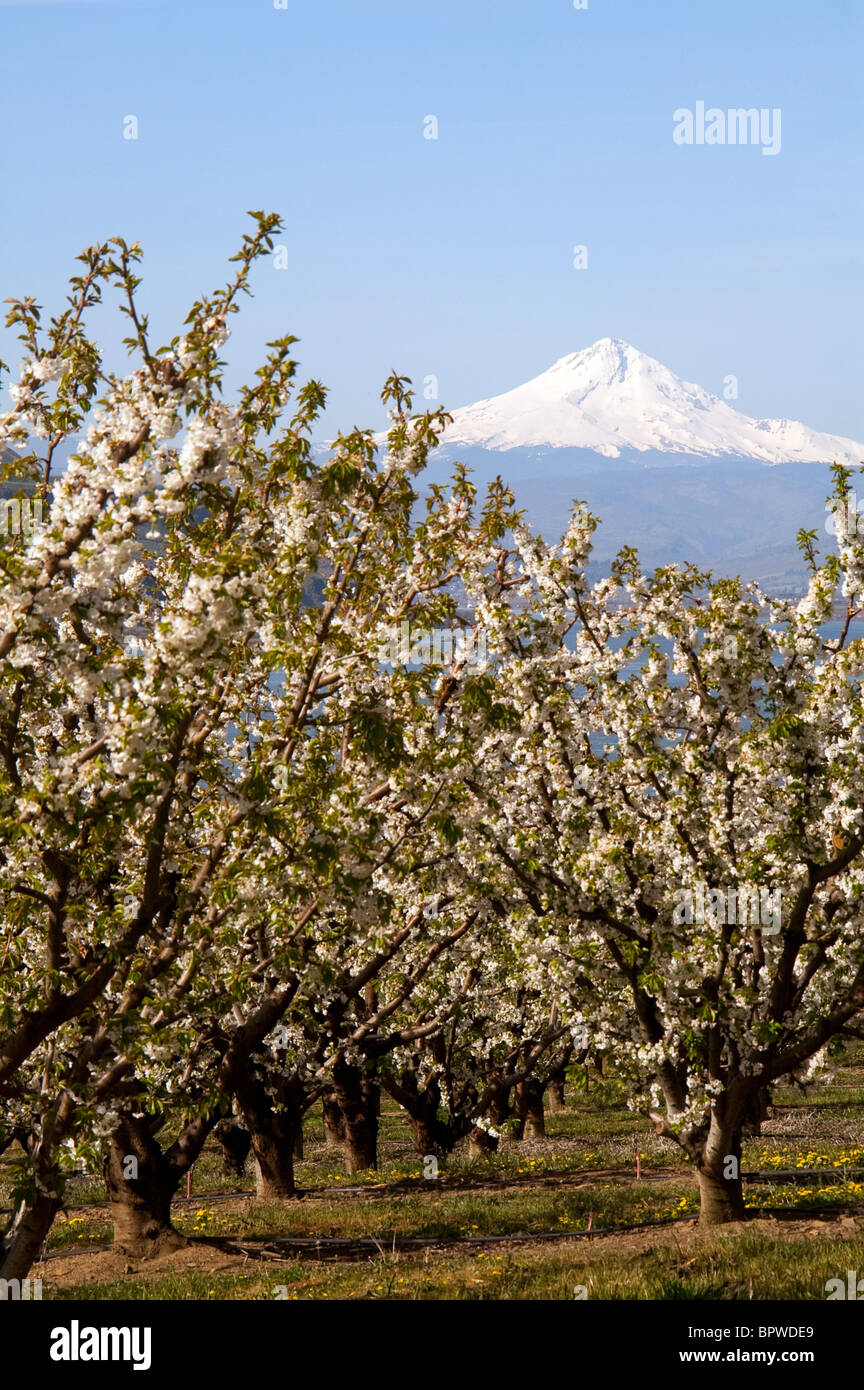 Gli alberi di ciliegio e fiorisce in Columbia River Gorge, Mt cofano in background Foto Stock