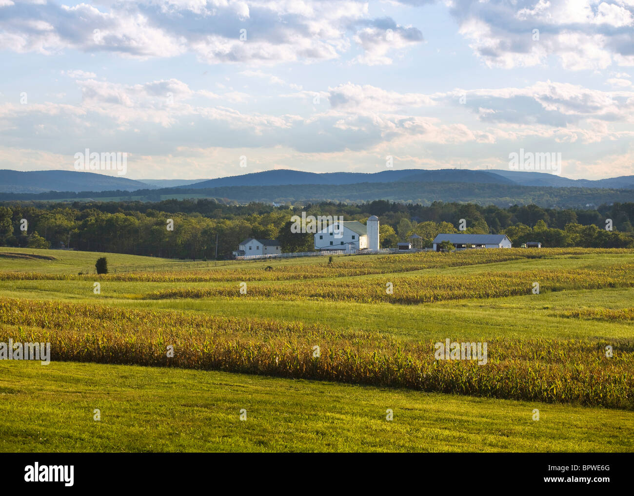 Agriturismo americano e cornfield nel tardo pomeriggio - Pennsylvania, STATI UNITI D'AMERICA Foto Stock