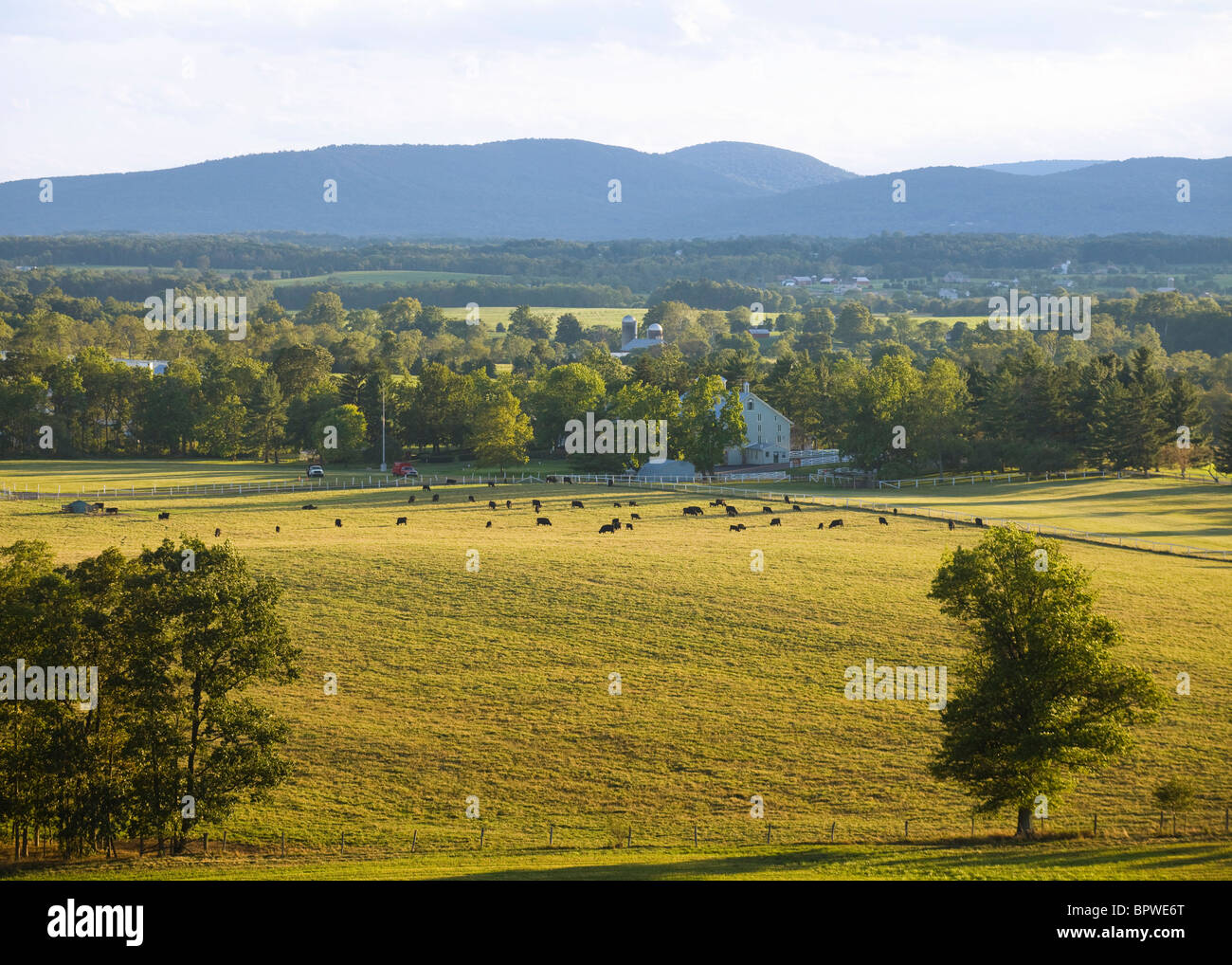 Agriturismo americano e del bestiame nel tardo pomeriggio - Pennsylvania, STATI UNITI D'AMERICA Foto Stock