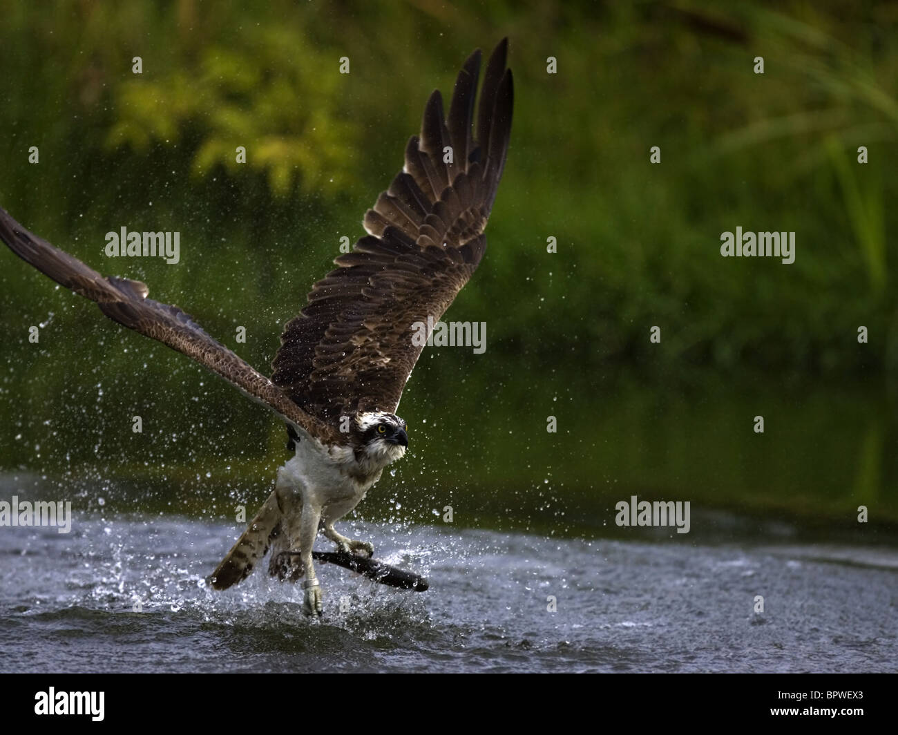 Osprey decollare dal lago con trote in artigli Foto Stock