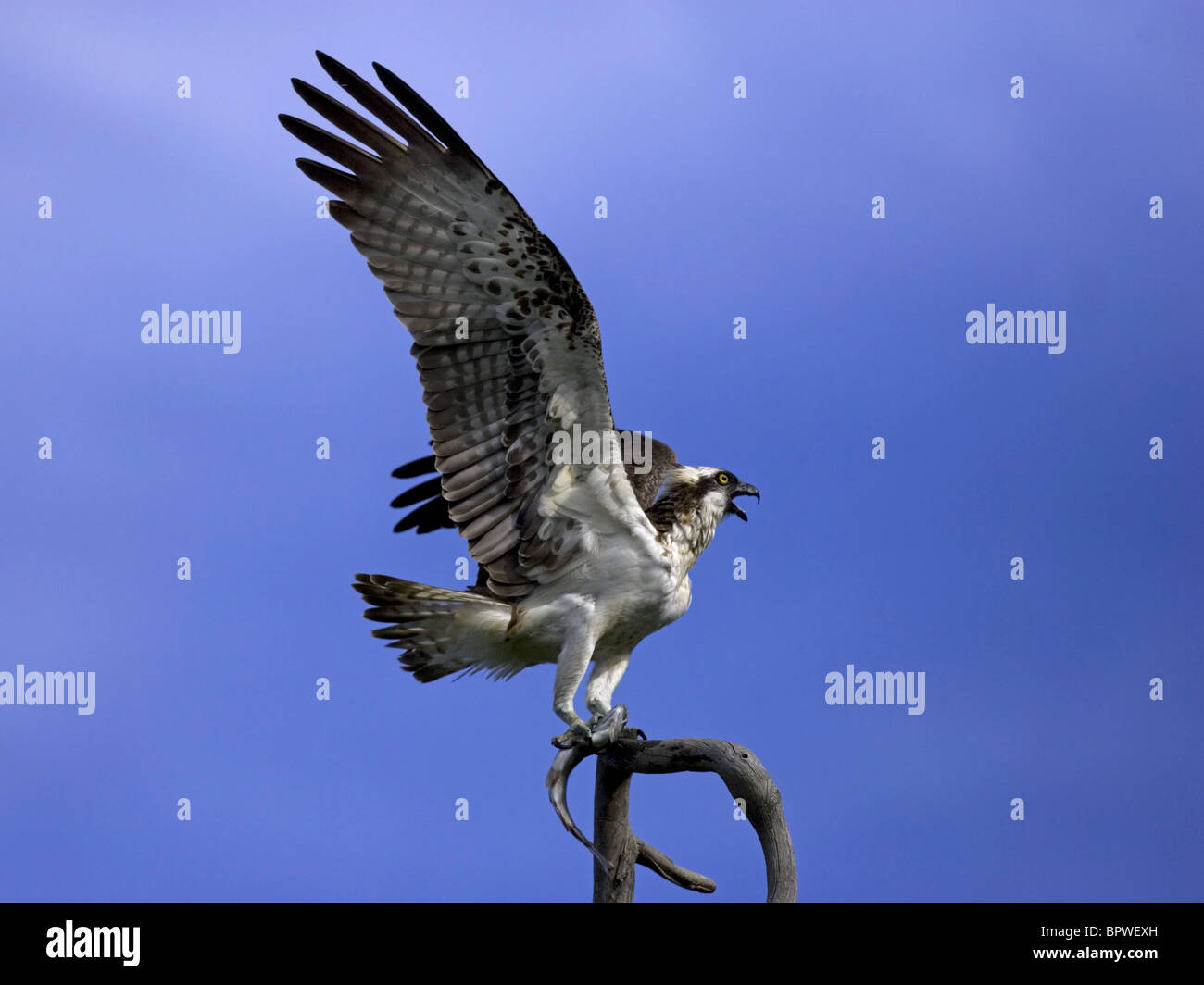 Osprey atterraggio sul ramo con pesci di artigli Foto Stock