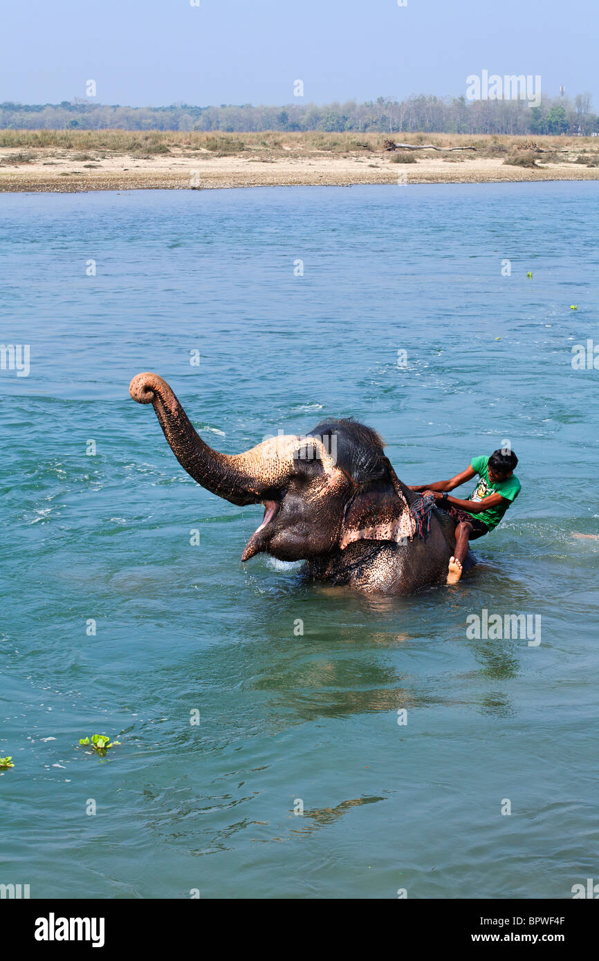 Di elefante con bagno mahout, Rapti River, Chitwan il parco nazionale, il Nepal Foto Stock