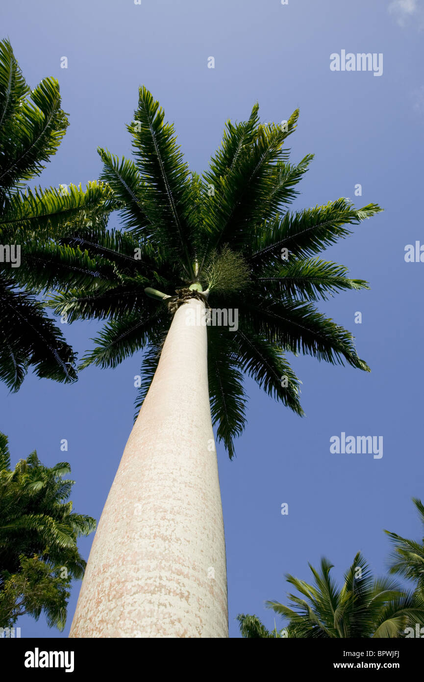 Enorme Talipot palme, Corypha umbraculifera Foto Stock