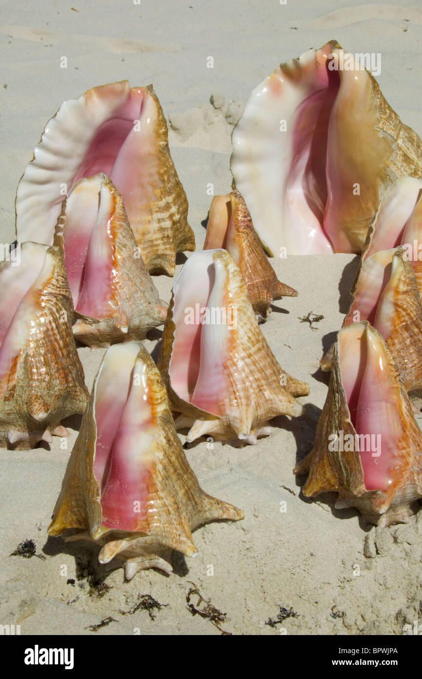 Dettaglio del Conch gusci per la vendita su gru spiaggia lungo la baia di gru in Barbados nelle isole dei Caraibi Foto Stock