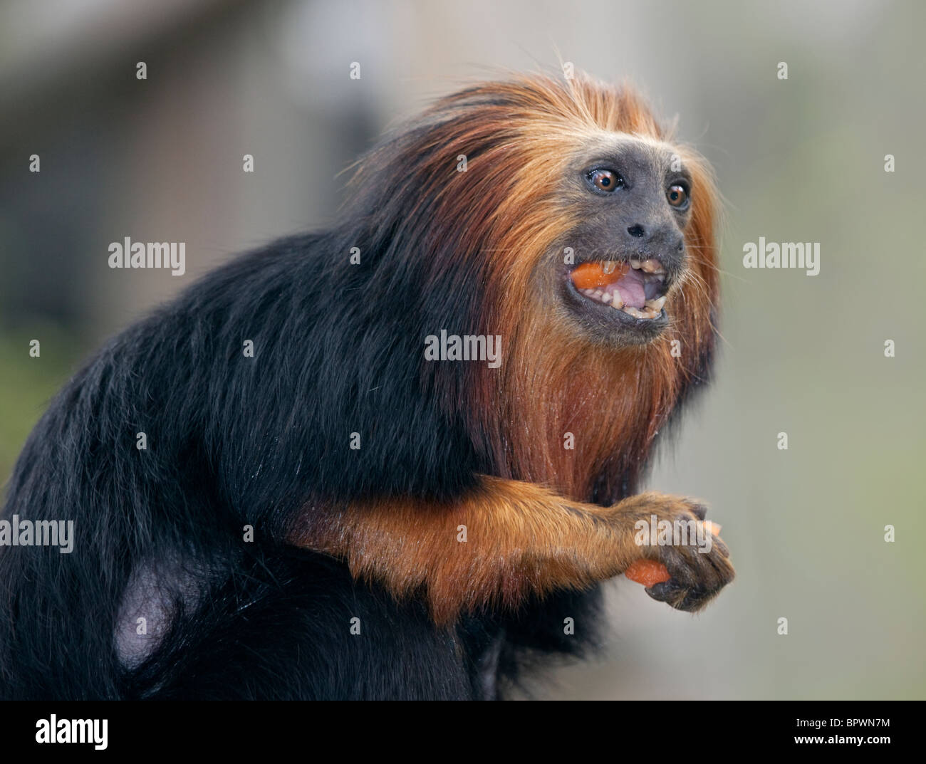 Golden-Headed Lion Tamarin (leontopithecus chrysomelas) Foto Stock