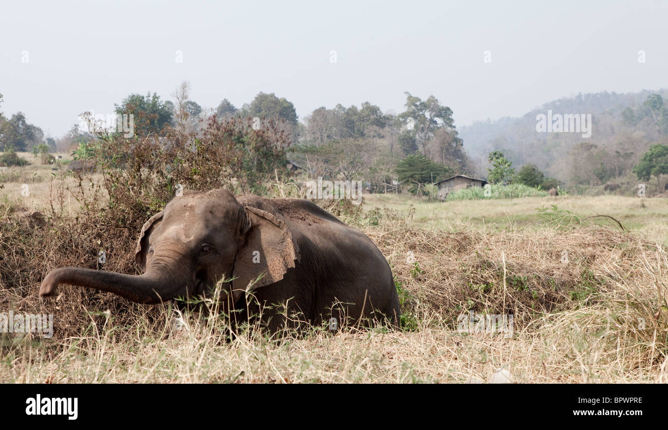 Onde di elefante il suo tronco intorno mentre la scalata al di fuori del fossato, Thailandia del Nord Foto Stock