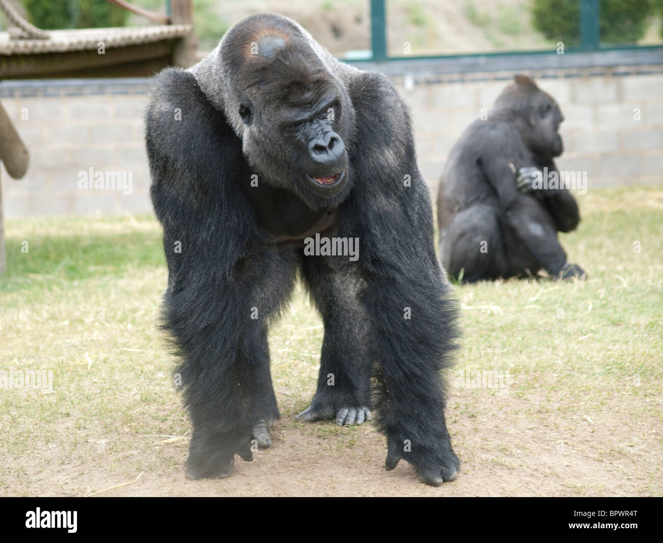 Gorillas occidentali della pianura Foto Stock