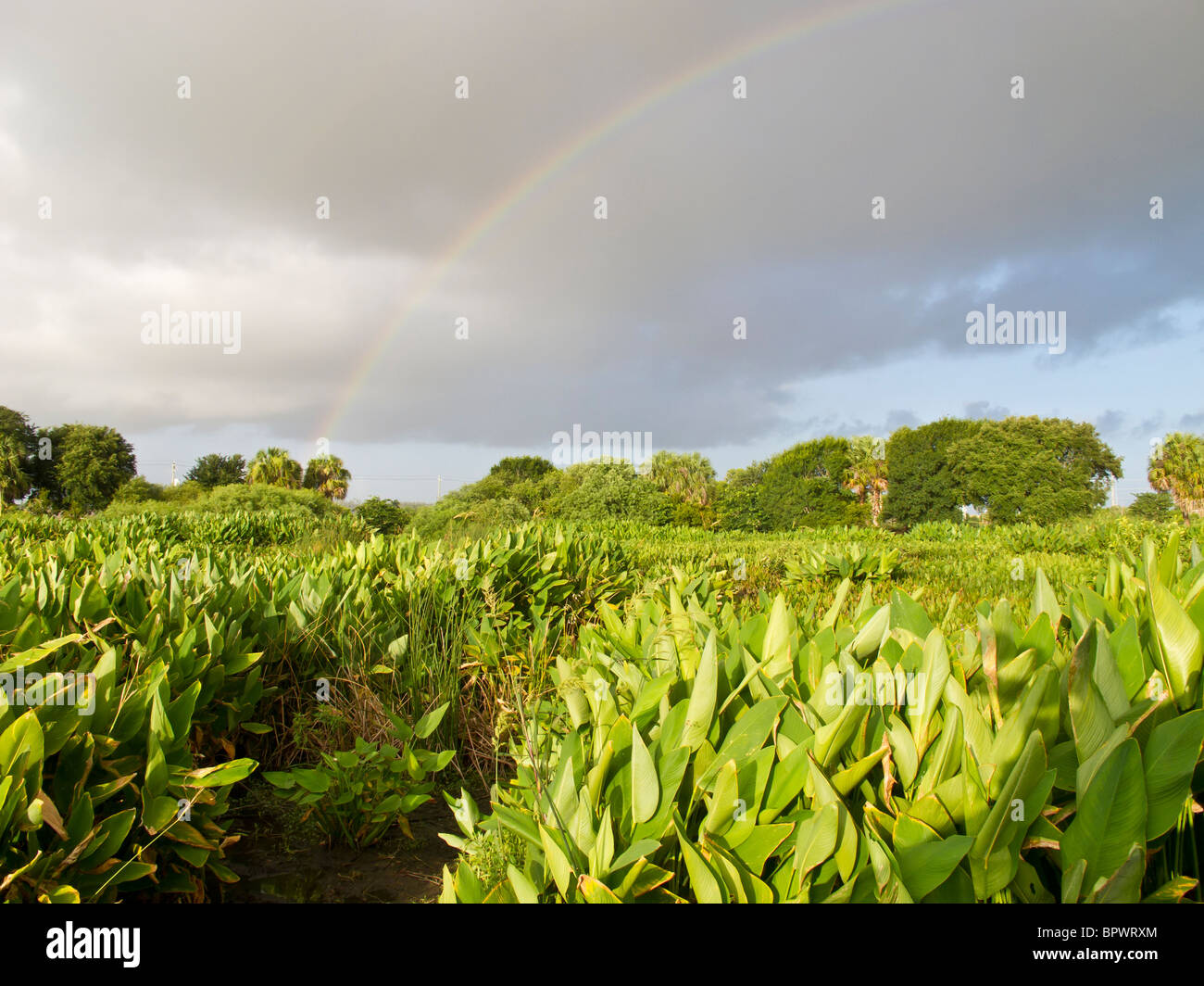 Rainbow oltre l'everglades nelle prime ore del mattino Foto Stock